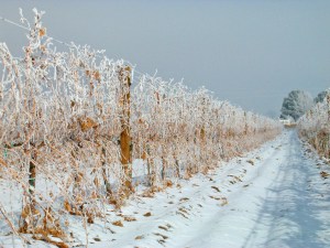 Cold weather can damage vines, especially the less-hardy European vinifera varietals.