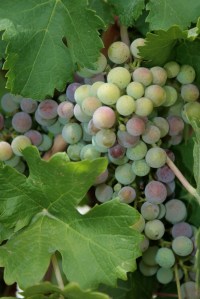 All ripe grapes have natural yeast on them; the only question is if it's enough to complete fermentation.