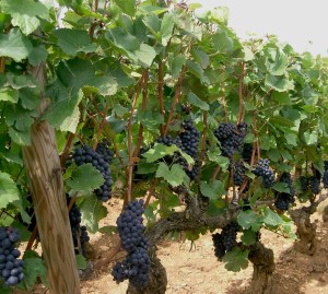 Clusters of pinot noir await harvest. Winemakers using whole-berry fermentation without de-stemming the clusters must wait until the stems are ripe or risk getting unwanted flavors in their wine.
