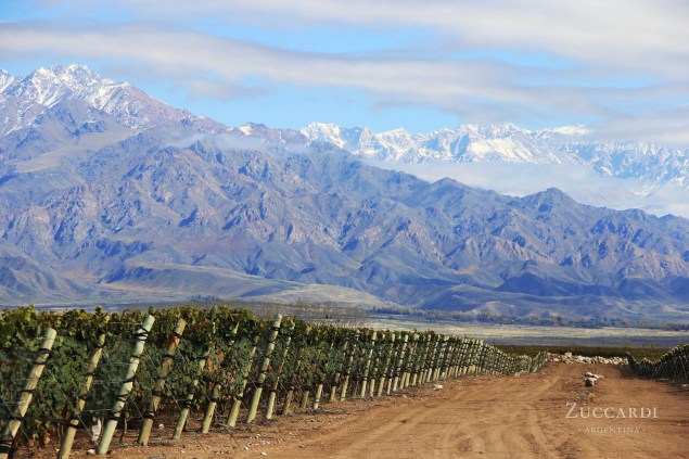 The Zuccardi vineyards in Mendoza lie in the alluvial soils at the foot of the Andes.