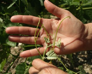 New tendrils on a Merlot vine at Whitewater Hill Vineyards. The long tips show vigorous growth but they are starting to brown, indicating the plant is turning more energy to fruit production and not new growth.