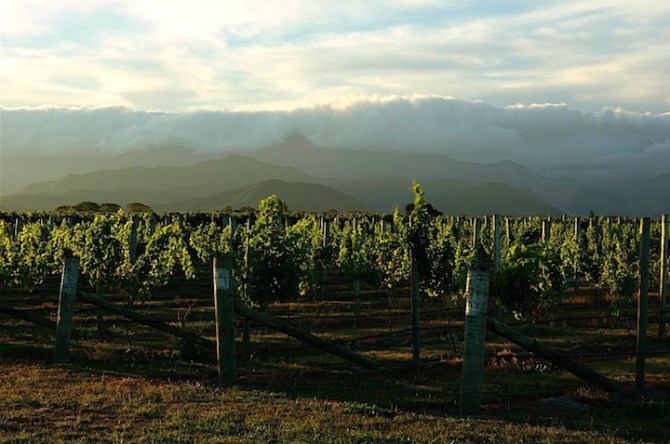 The wine-growing region of Marlborough on New Zealand's South Island is famed for its Sauvignon Blanc, which makes up 86 percent of New Zealand's wine exports.