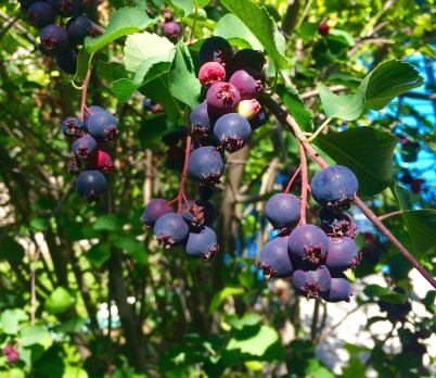 Ripe serviceberries are deep purple but the lighter berries also are edible.