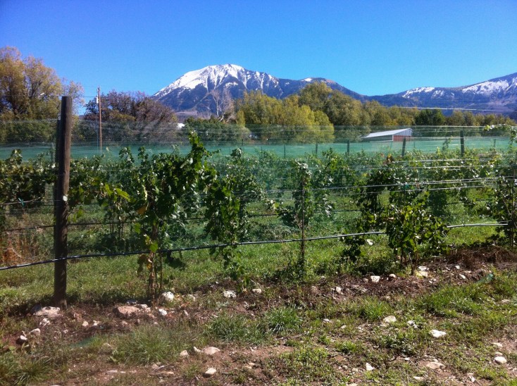 The concept of terroir , says winemaker Warren Winiarski, includes all things not man-made. In Colorado, that includes growing grapes at high elevation. These Gewurtztraminer vines, thriving at 6,200 feet elevation near Paonia, Co., are among the highest vineyards in North America.