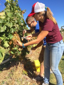 Morgan Bowen and Rob Hausmann, horticulture students at Colorado State University, harvest Chardonnay grapes during a weekend at the school’s research vineyards and winery on Orchard Mesa. Bowen and Hausmann were among nine members of the student Vines to Wines club 