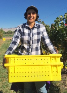 Colorado State University graduate assistant Manijeh Varzi of Iran was among the CSU students working recently in the school’s research vineyards on Orchard Mesa. Prior to the Islamic Revolution of 1979, which prohibited alcohol consumption, parts of Iran were famous for their wines, including the region of Shiraz. 