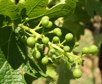 052516 FD wine grape berries