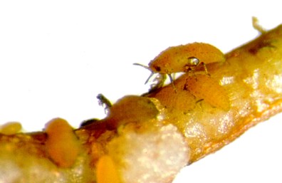 phyllox2powell-ps-edit-300dpi