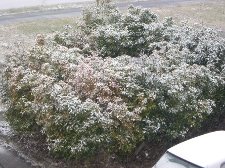 MALTEMPO: COMUNE BOLOGNA, PRONTI SALE E 60 SPAZZANEVE