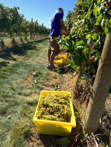 053117 FD wine harvest