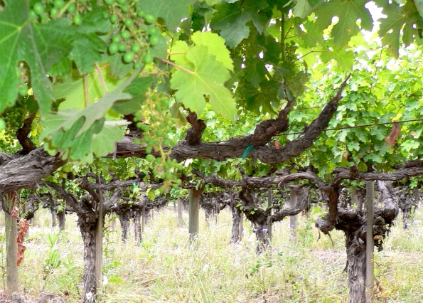 062117 FD wine old vines