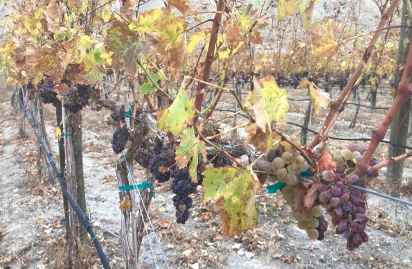 2017 late harvest grapes 1