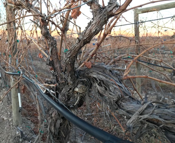 011718 FD wine art vines