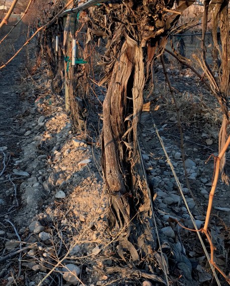 011718 FD Wine dry vines 2