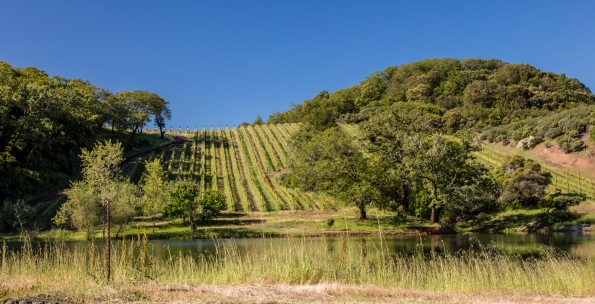Bonterra vineyard hill-copy