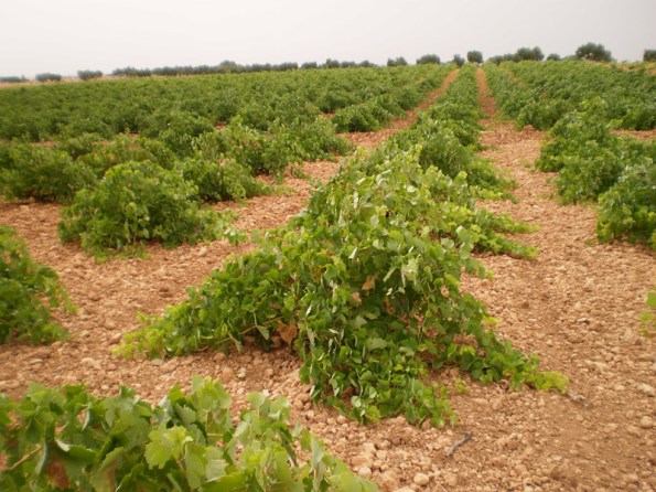 Wineopenrs Zagarron-vineyards_B